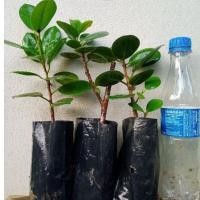 ราคา ไทรใบกลม 3 ถุง (กิ่งปักชำ) (3641283983)