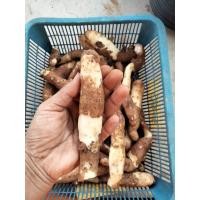 ราคา ดองดึงพันธ์ฮอลแลนด์ 1,2,3หัวให้เลือก ไม้เลื้อยขนาดเล็ก หัวดาวดึงส์ หัวดองดึง ไม้เลื้อย ไม้ซุ้ม (11392506684)