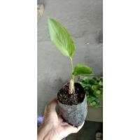 ราคา ต้นสาคูไทย หรือ ว่านสาคู สาคูขาว แป้งสาคูไทยแปรรูปเป็นขนมหวาน ทำขนมสาคู ทำเค้ก คุกกี้ พร้อมปลูกต้นละ 39 บาท (25855499711)