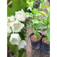 ราคา ต้นจันกะพ้อเลื้อย(ชำกิ่ง50-60ซม.)ไม้เถาเลื้อยดอกมีกลิ่นหอม (29488499648)