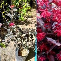 ราคา ต้นหงส์ฟู่ ขนาด30-40เซนฯ ไม้ประดับไม้มงคลพุ่มเล็ก (12365285891)