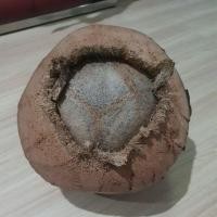 ราคา กะลา มหาอุตม์ มะพร้าว ไม่มีรู มะพร้าวไม่มีตา (8157908168)