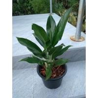 ราคา อโกลนีมา กวักทองคำขาว ไม้เก่าโบราณ (11067884516)