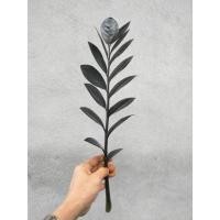 ราคา กวักมรกตดำ 1กิ่ง เพื่อปลูก กวักมรกตนิล กวักดำ ไม้ฟอกอากาศเหมาะวางในห้องนอน ไม้มงคล กวักมรกต (24702672107)