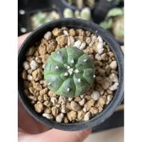 ราคา แอสโตร แอสโตรไฟตั้ม กิ๊กโกะ แอสโตรกิ๊กโกะ แอสโตรเต่า แอสทีเรียส Astrophytum Asterias kikko (9449794124)