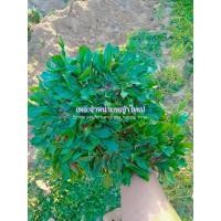 ราคา หญ้าไทเป ชุด20ตารางเมตร (หญ้าล็อตใหม่) (12144441834)