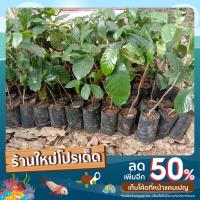 ราคา ต้นกล้ากาแฟ สายพันธุ์ อาราบิก้า (21404952779)