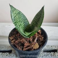 ราคา ต้นลิ้นมังกรแคระ ไม้ฟอกอากาศ (6815942579)