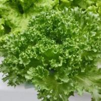 ราคา เมล็ดพันธุ์สลัด ฟิลเลย์ ไอซ์เบิร์ก Frillice Iceberg (แบบเคลือบ ชุดละ 500 เมล็ด) (7249726420)