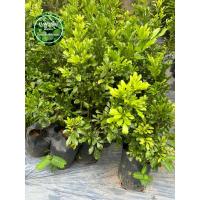 ราคา ต้นประยงค์ กิ่งชำ เสียหายเคลมฟรี (27050344335)