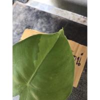 ราคา บอนหูช้าง หูช้างด่างขาว (9696454130)