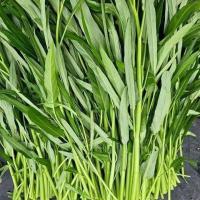 ราคา 200 เมล็ด เมล็ด ผักบุ้ง ผักทอดยอด กำจร Convolvulaceae Seeds สายพันธุ์ ผักบุ้งจีนใบไผ่ (41723666162)