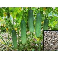 ราคา เมล็ดพันธุ์แตงร้าน 50 เมล็ด (18864246723)