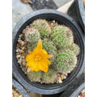 ราคา แมมหนามตะขอดำ/กระบองเพชร/แคคตัส (10896109055)