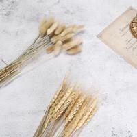 ราคา หูข้าวสาลีธรรมชาติ รูปดอกไม้แห้ง กระต่าย หางข้าวสาลี สําหรับถ่ายภาพ ตกแต่งพื้นหลัง ถ่ายรูป (25975526876)