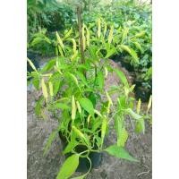 ราคา ต้นพริกขาวมณี ต้นใหญ่ตรงปก ต้นเเข็งเเรง ติดผลพร้อมทานทุกต้น ปลูกง่ายทนโรค สินค้าเสียหายยินดีเคลมฟรี (29521035529)