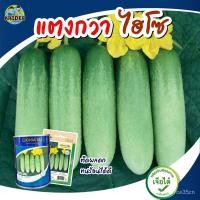 ราคา เมล็ด เมล็ด เมล็ดเพาะกวา ไฮโซ ปริมาณ60เมล็ดและ50กรัม ตราเจียไต๋ อินทรีย์เพาะกวา อินทรีย์อินทรี (20679014310)