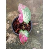 ราคา บอนสีชายชล บอนสีชายชล (9177519850)