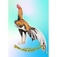 ราคา ไข่เชื้อไก่เหลืองหางขาว สายสวยงามและประกวด ใบละ 120 (27535894828)