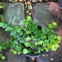 ราคา ต้นตีนตุ๊กแก_ไม้เลื้อยเกาะผนัง (7717230527)