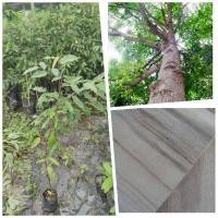 ราคา ต้นตะเคียนทอง นิยมปลูกให้ร่มเงา ไม้มงคล ต้นสูง 70- 90 cm (28106795645)