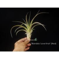 ราคา Tillandsia 'Love Knot' (red) #tillandsia #airplant #bromeliad (20178269647)