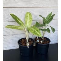 ราคา ต้นคฑาเงิน ต้นคฑาทอง อโกลนีมา พร้อมกระถาง 4 นิ้ว แถมตุ๊กตา(คละแบบ)ตกแต่งน่ารักๆ ไม้มงคล (13930335527)