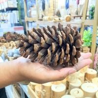 ราคา ลูกสนตกแต่ง ลูกสนธรรมชาติ ลูกสนขนาดใหญ่ ลูกสนลับฟันสัตว์เลี้ยง พร๊อพตกแต่ง ตกแต่งบ้าน (24578692848)