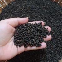 ราคา พริกไทยดำ ของแท้จากสวนจันทบุรี 500 กรัม (6616491314)