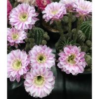 ราคา หน่อเด็ดสด อิชินอปซิส ไฮบริด แองเจิล Echinopsis hybrid angel (15567737923)