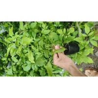 ราคา ต้นทองอุไร ทองอุไรถุง2" (52952461626)