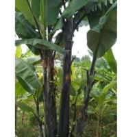 ราคา หน่อกล้วยตานีดำ หรือ ดำอินโด เป็นลักษณะกล้วยป่า ก้านและลำต้นเงาดำ ใบใช้ห่อขนมจะมีกลิ่นหอม ใบหนาไม่แตกง่าย (40156366797)