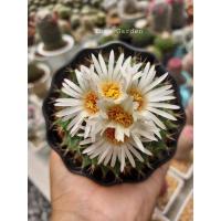 ราคา Obregonia denegrii กลีบกระทง (19513480985)