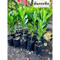 ราคา ต้นกระทิง กระทิง สารภีทะเล (29272285633)