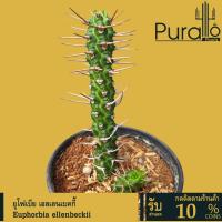 ราคา ต้นยูโฟเบีย เอลเลนเบคกี้ Euphorbia ellenbeckii #Euphorbia #ไม้โขด #ยูโฟเบีย (24834529903)