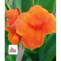 ราคา พุทธรักษาแคระสีส้ม 1หน่อ (ตัดใบล้างรากหรือต้นอ่อน)ไม้มงคล ต้น หน่อ เหง้า พุทธรักษาเตี้ย (3583570501)