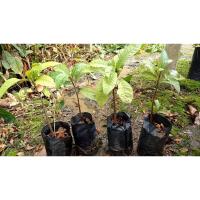 ราคา ต้นพันธุ์ เซียนท้อ พร้อมปลูกในถุงดำ 49 บาท ต้นท้อ Egg fruit ลูกท้อ ม่อนไข่ (27367275400)