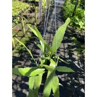 ราคา บัวสวรรค์ ดอกหอมมากๆๆ (19613457055)