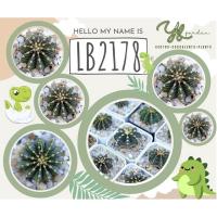 ราคา LB 2178 ไม้เมล็ด แท้ แอลบี 2178 ยิมโน gymnocalycium lb2178 แคคตัส กระบองเพชร cactus&succulent ส่งทั้งกระถาง (20200364499)