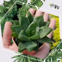 ราคา ฮาโวเทีย Haworthia (บัวแก้วหรือกุหลาบแก้ว ) ไม้อวบน้ำดูแลง่าย (13659421730)