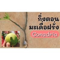 ราคา กิ่งตอนมะเดื่อฝรั่ง (Conadria) 1 กิ่ง (11212281481)