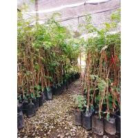 ราคา กิ่งพันธุ์มะขามหวานพันธุ์สีชมพูท้องปลิงของแท้จากเพชรบูรณ์ (สั่งซื้อ 2 ต้นขึ้นไป) (17513016533)