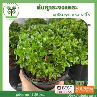 ราคา ต้นหูกระจงแคระ ในกระถาง 6 นิ้ว (7855533674)