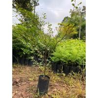 ราคา ต้นหูกระจง (แผ่บารมี) (22637799517)