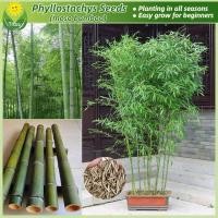 ราคา เมล็ดพันธุ์ ไผ่โมโซ เมล็ดไผ่ บรรจุ 50 เมล็ด Moso Bamboo Seeds เมล็ดไผ่โมโซ ไผ่ลำเดียว ไผ่หนังจีน ไผ่ญี่ปุ่น ต้นบอนสี (26060560244)