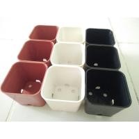 ราคา กระถางพลาสติก กระถางปลูกแคคตัส 2 นิ้ว คุณภาพดี (สีดำ สีขาว สีอิฐ) (8601413047)
