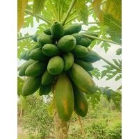 ราคา เมล็ดพันธุ์มะละกอเรดเลดี้ (Red Lady) 25 เมล็ด ใหม่! (15379742924)