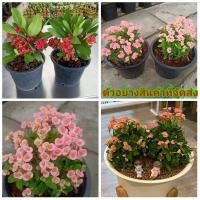 ราคา (1กระถาง)(ขาย ต้นพันธุ์) ดอก ต้น ต้นโป้ยเซียนแคระ สี ชมพู แดง โป้ยเซียนแคระ โป้ยเซียน แคระ ต้นโป๊ยเซียน fadel (11340104982)