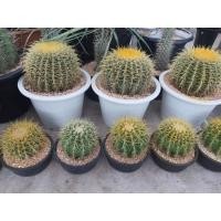 ราคา ต้น กระบองเพชร ถังทอง กระบองเพชรถังทอง มองผิวเผินอาจสับสนว่าขนาด 8นิ้ว (16820768822)