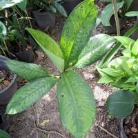 ราคา เศรษฐีวินสันไม้มงคลไม้โชคลาภ สูง 50ซม. (21734847428)